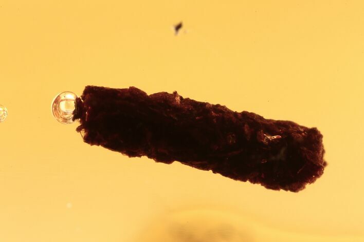 Large Fossil Coprolite in Baltic Amber #270602